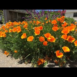 Meet your Posher, Bob